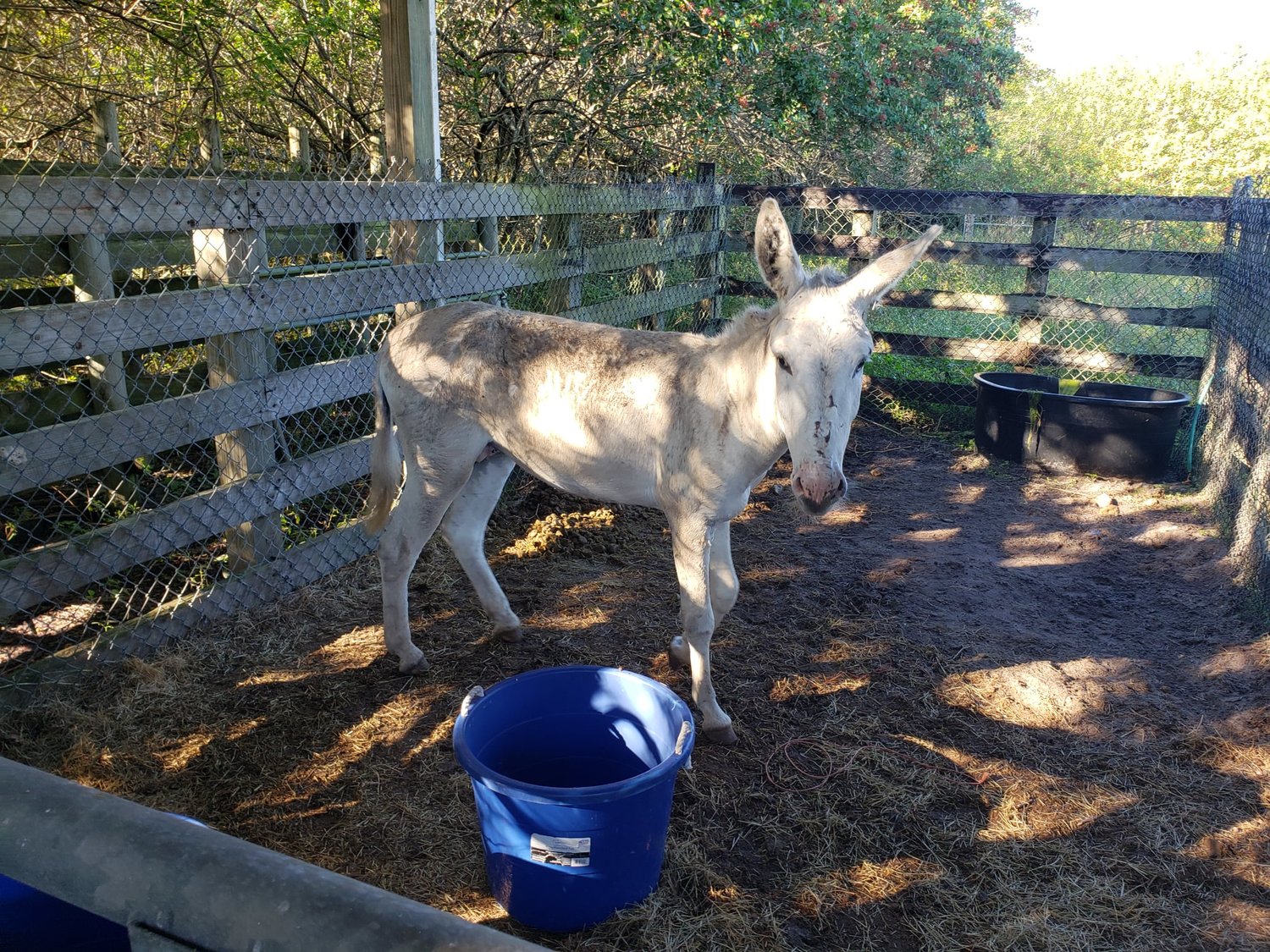 Hendry County Agricultural Deputies impounded this white donkey Nov. 24.